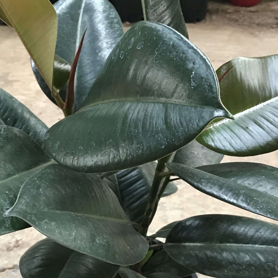 Rubber Plant