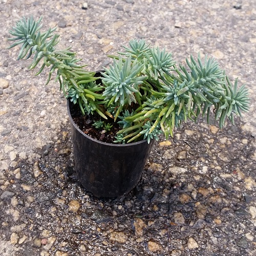 Sedum rupestre