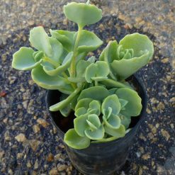 Sedum seiboldii