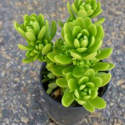 Sedum sp.