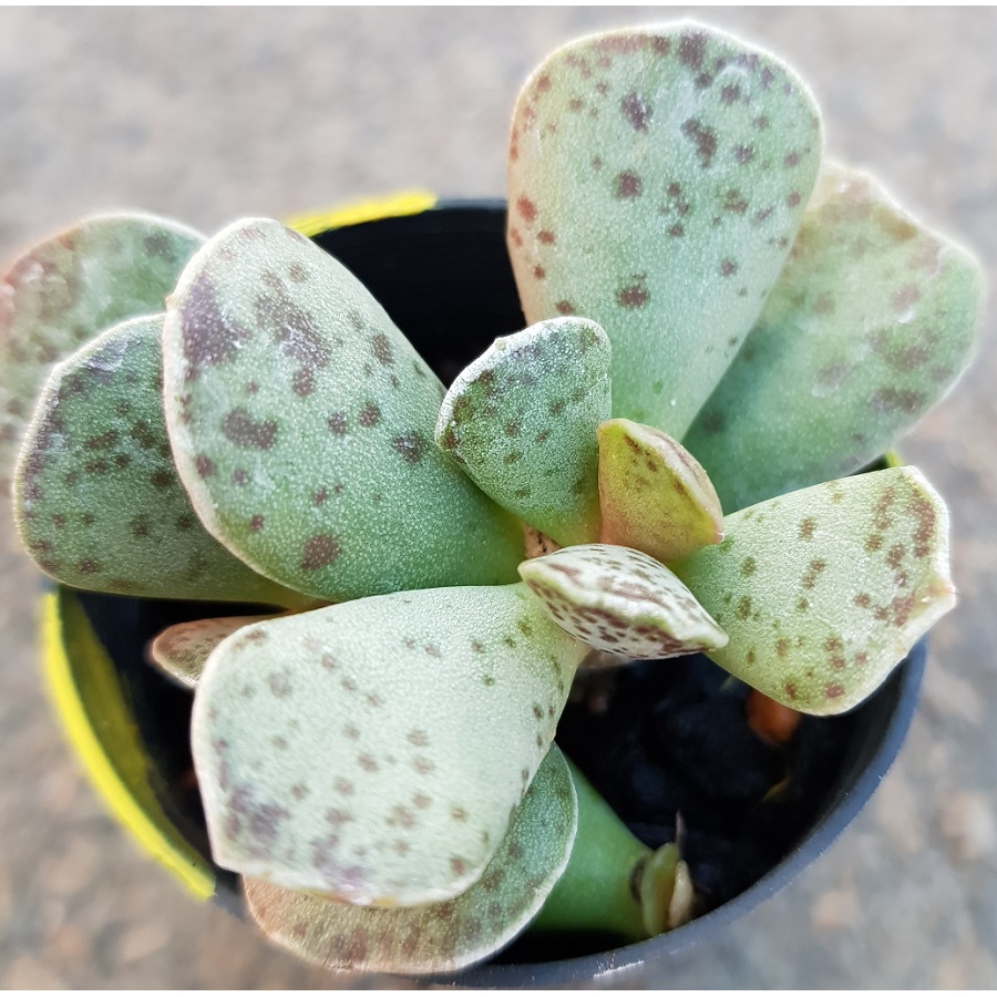 Succulent Sp.