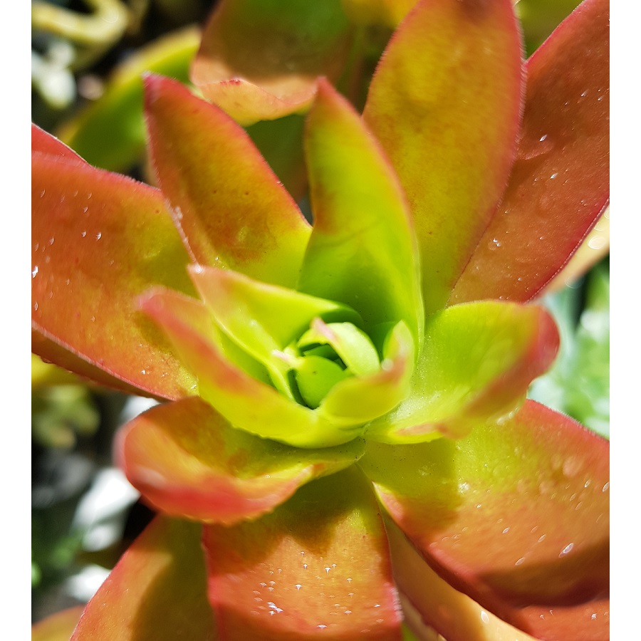 Succulent Sp.