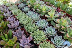 Locally Grown Plants