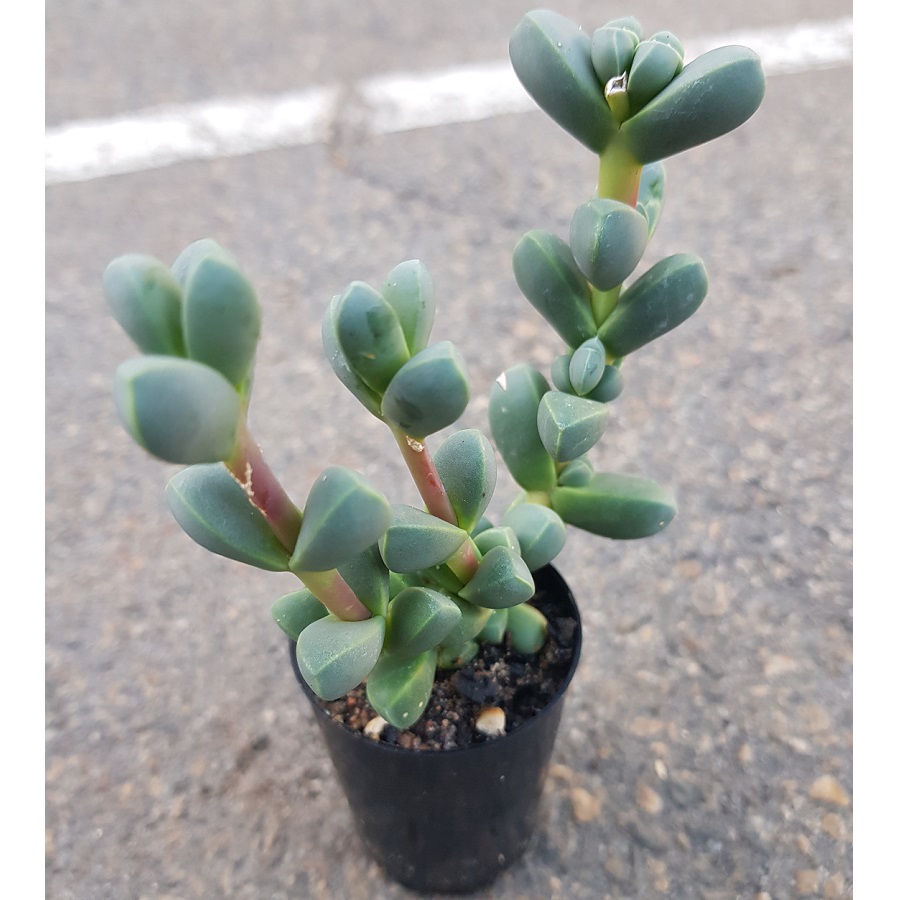 Chain Plant