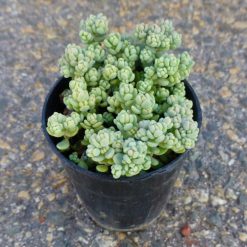 Sedum dasyphyllum