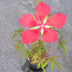 Swamp Hibiscus