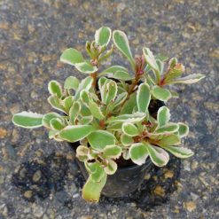 Sedum spurium 'Tricolour'