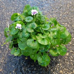 Native Wood Violet